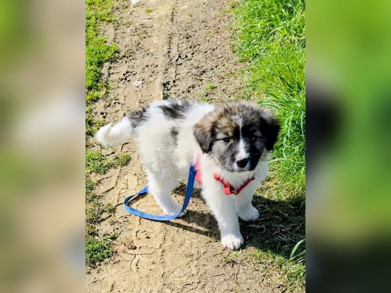 Arlo wünscht sich ein großes Körbchen
