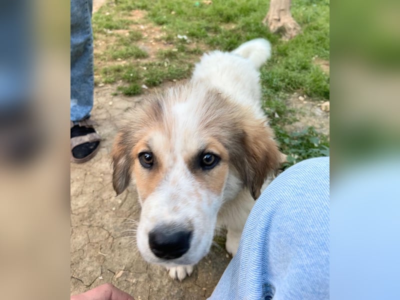 MOSES – gerettet, verspielt und bereit für sein Glück