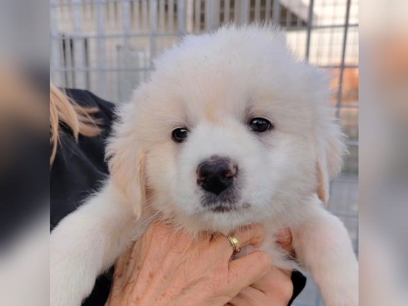 JUPITER – wer zeigt ihm, wie schön das Leben sein kann?