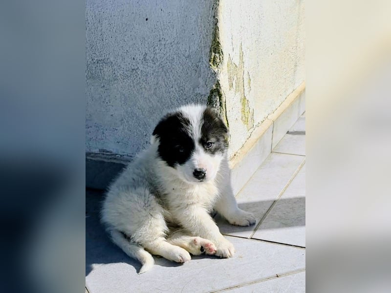 Kiran wünscht sich ein liebevolles Zuhause