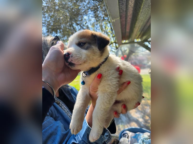 Thanos möchte bei seinen Menschen ankommen