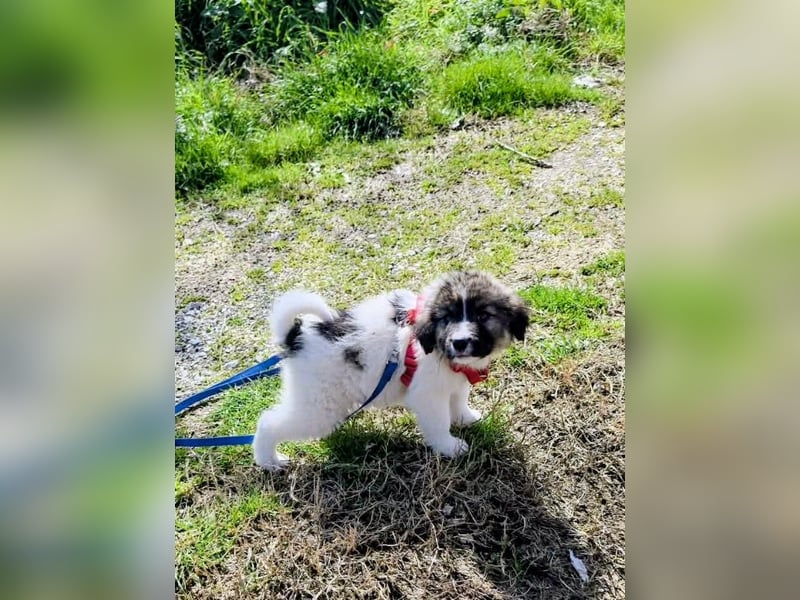 Arlo wünscht sich ein großes Körbchen