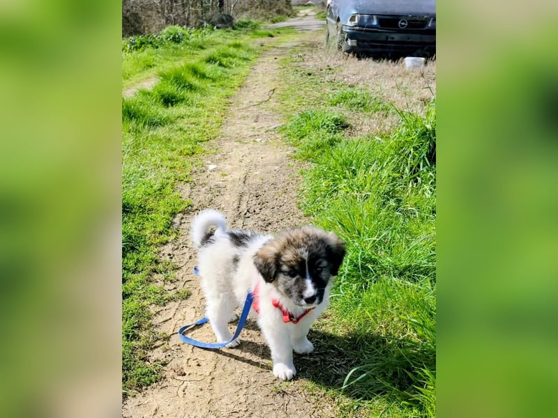 Arlo wünscht sich ein großes Körbchen