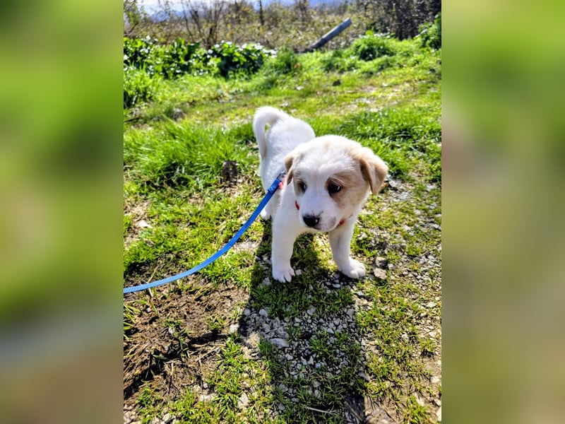 Ash sucht seine Menschen