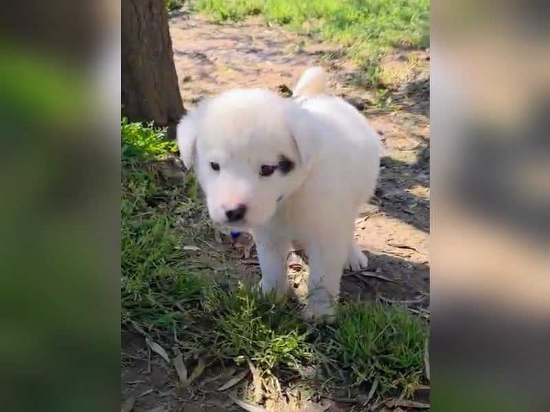 Dami wünscht sich ein liebevolles Zuhause