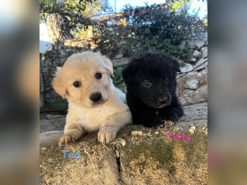 Ted - ein Herz auf vier Pfoten sucht sein Glück