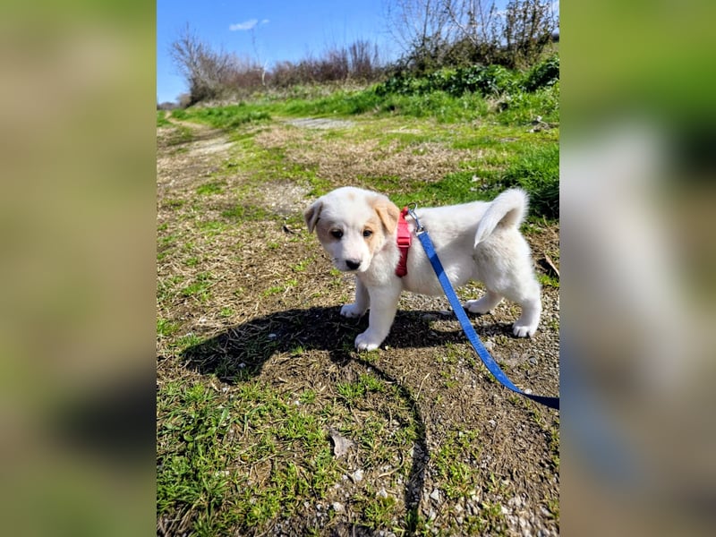 Ash sucht seine Menschen