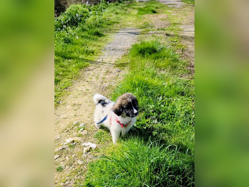 Arlo wünscht sich ein großes Körbchen
