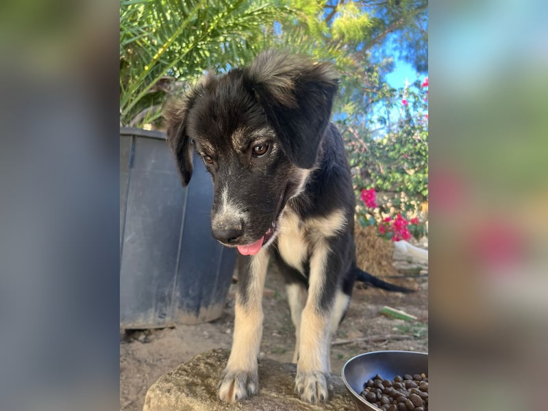 Iago – kleiner Hundejunge auf der Suche nach einem großen Leben