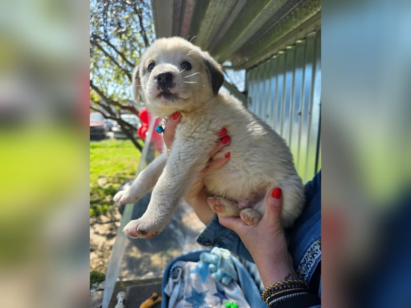 Kosmas möchte die Welt entdecken