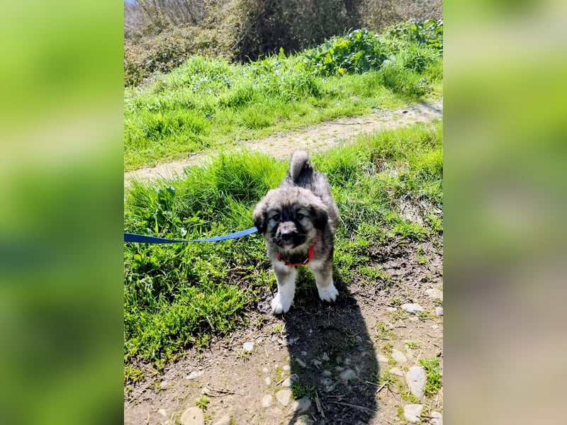 Ayla sucht ihr Für-immer-Zuhause