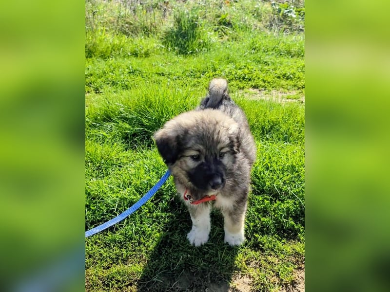 Ayla sucht ihr Für-immer-Zuhause