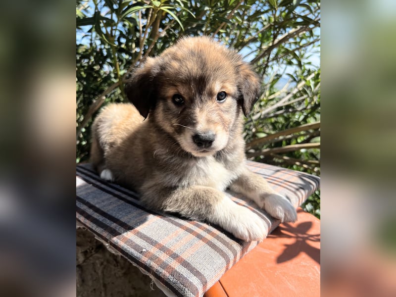 Tonic, der kleine Herzensbrecher sucht sein großes Glück