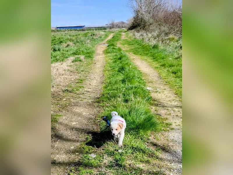 Ash sucht seine Menschen