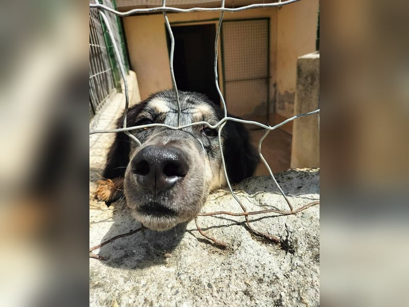 Marzio – Ein fantastischer Begleiter mit großem Herz sucht sein Zuhause