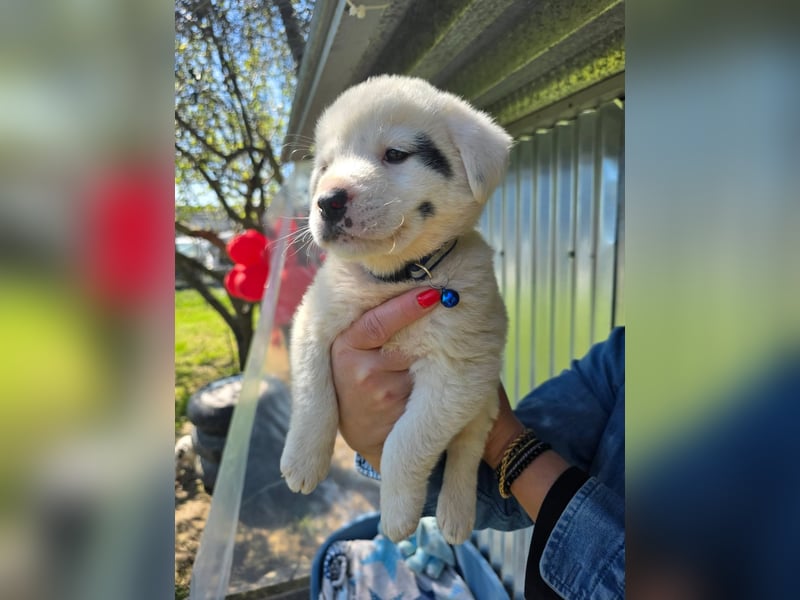 Dami wünscht sich ein liebevolles Zuhause