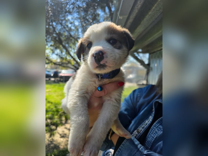 Thanos möchte bei seinen Menschen ankommen