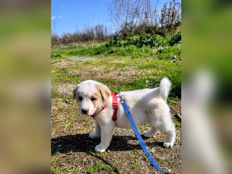 Ash sucht seine Menschen