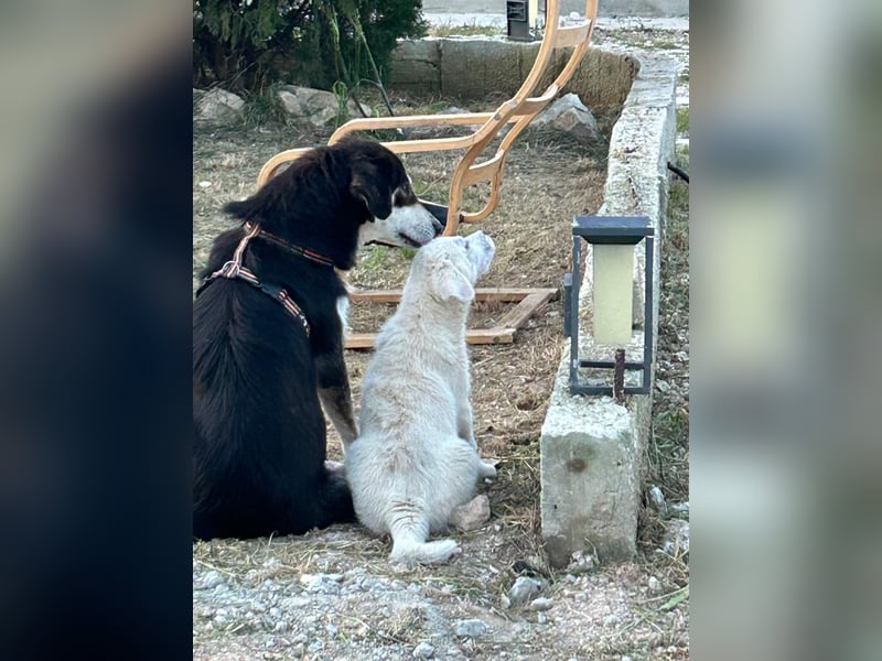 Sahra – der Sonnenschein auf vier Pfoten sucht ihr Zuhause