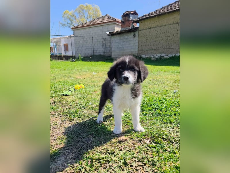 Pepe ist "ready to go" für sein Forever Home