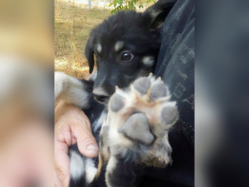 Rosie hat ein großes Herz ❤️