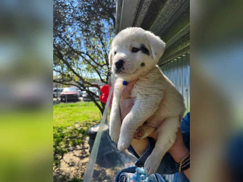 Dami wünscht sich ein liebevolles Zuhause