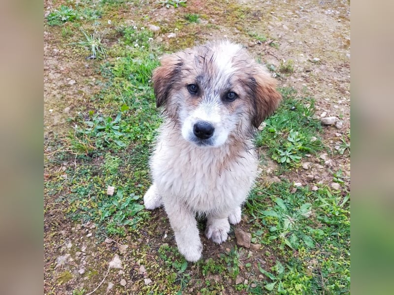 MOSES – gerettet, verspielt und bereit für sein Glück