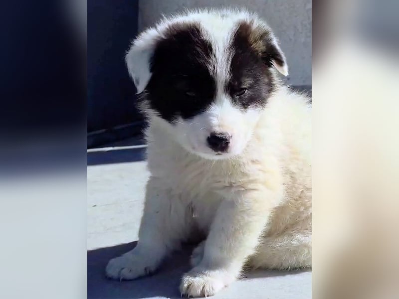 Kiran wünscht sich ein liebevolles Zuhause