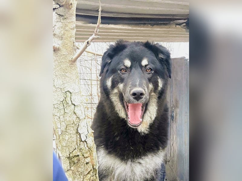 Rosie hat ein großes Herz ❤️