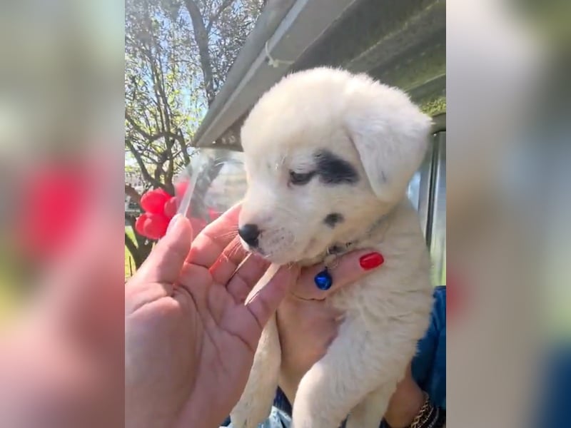 Dami wünscht sich ein liebevolles Zuhause