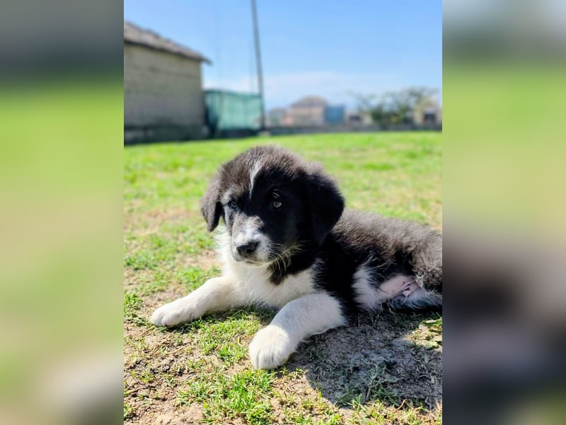 Pepe ist "ready to go" für sein Forever Home