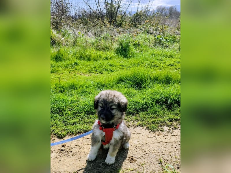 Ayla sucht ihr Für-immer-Zuhause