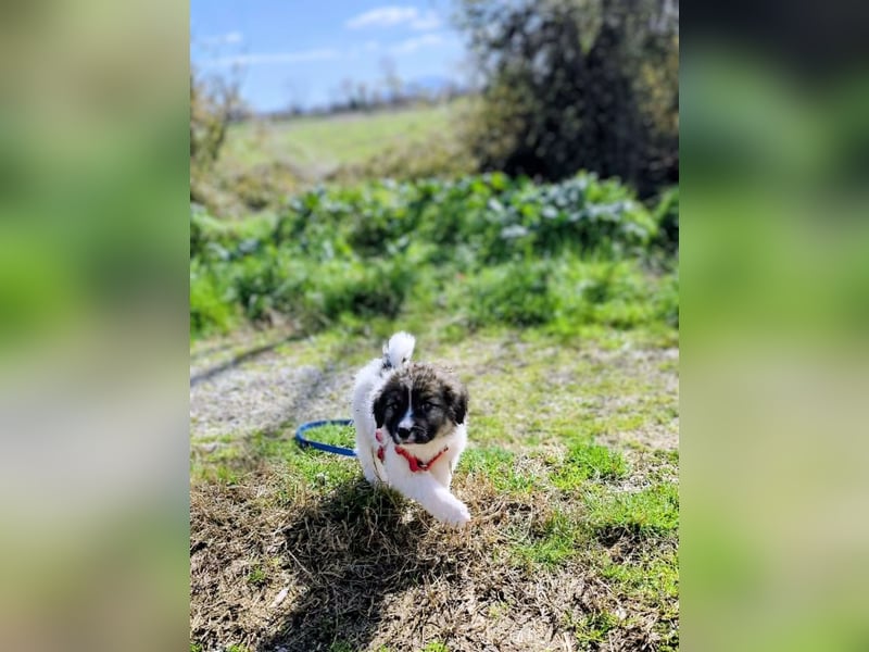 Arlo wünscht sich ein großes Körbchen