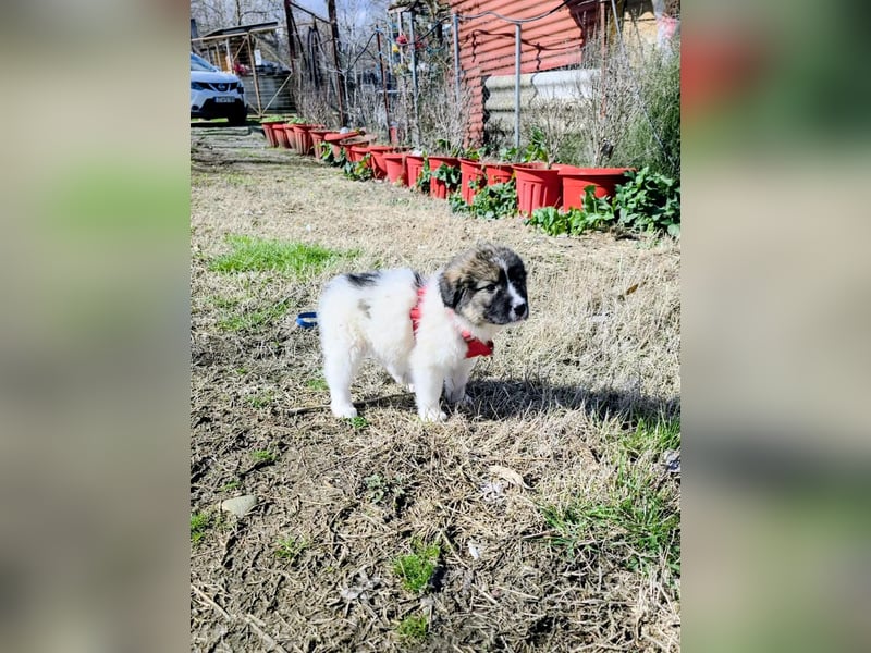 Arlo wünscht sich ein großes Körbchen
