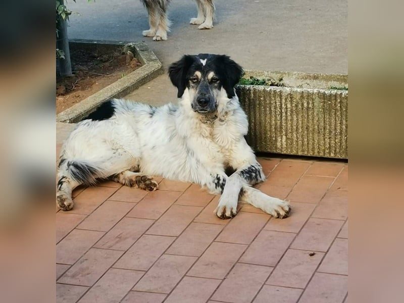 Marzio – Ein fantastischer Begleiter mit großem Herz sucht sein Zuhause