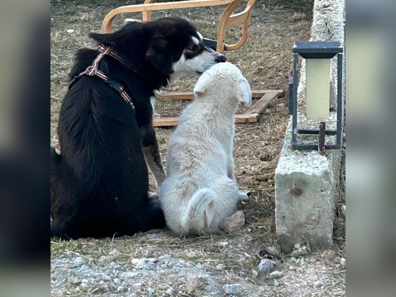 Sahra – der Sonnenschein auf vier Pfoten sucht ihr Zuhause