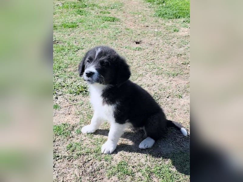 Pepe ist "ready to go" für sein Forever Home