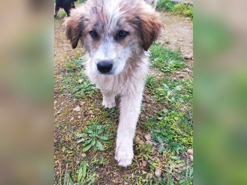 MOSES – gerettet, verspielt und bereit für sein Glück