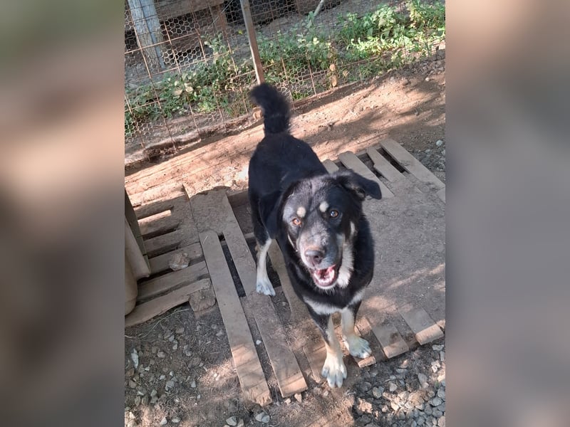 Rosie hat ein großes Herz ❤️