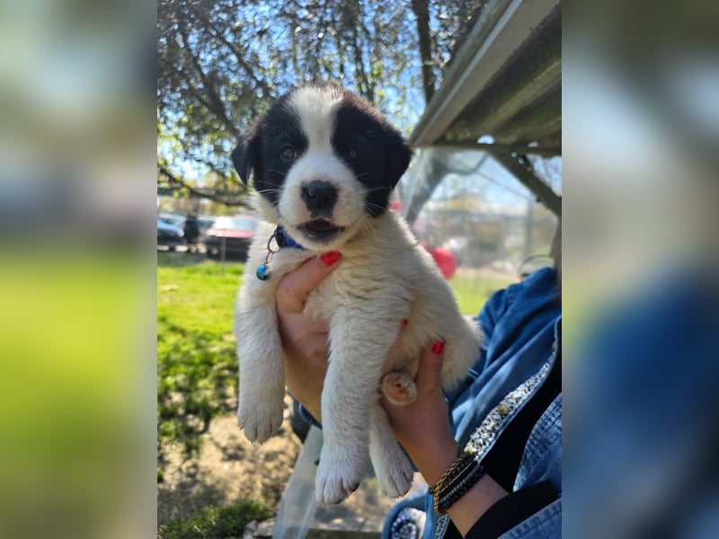 Panta sucht sein Forever Home