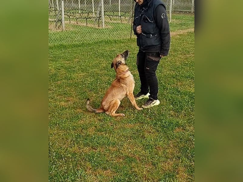 Ass sucht ein aktives Zuhause