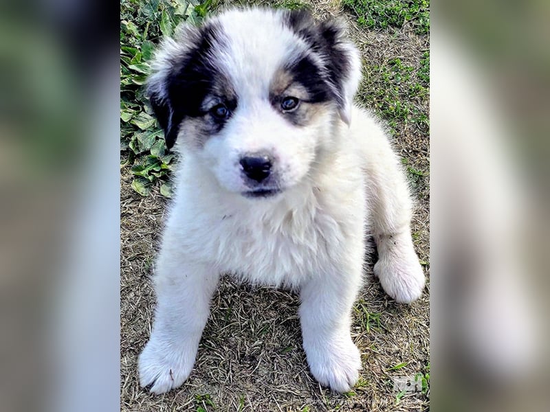 Kibo ist "ready to go" für sein Forever Home