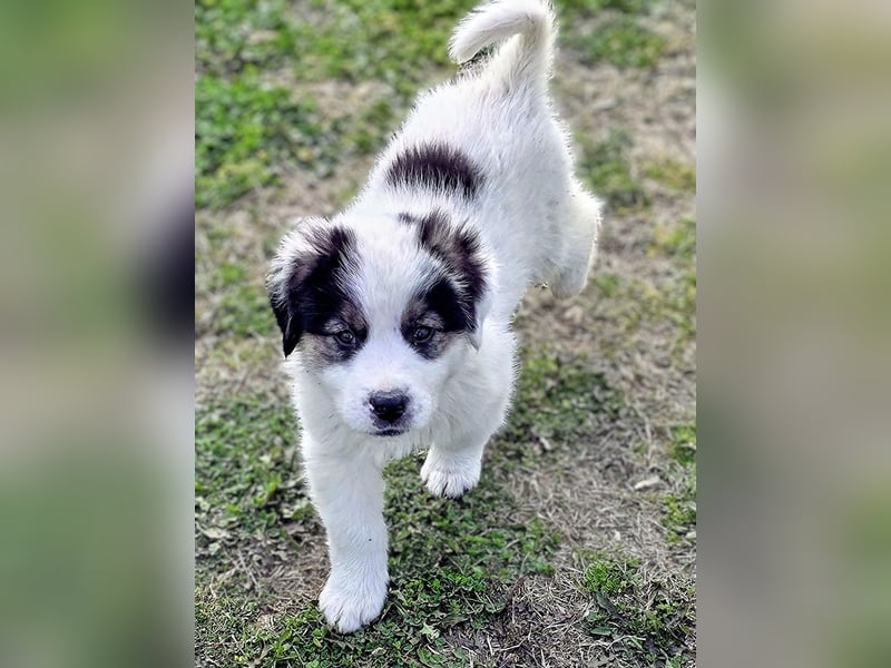 Kibo ist "ready to go" für sein Forever Home