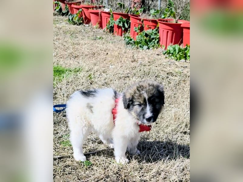 Arlo wünscht sich ein großes Körbchen
