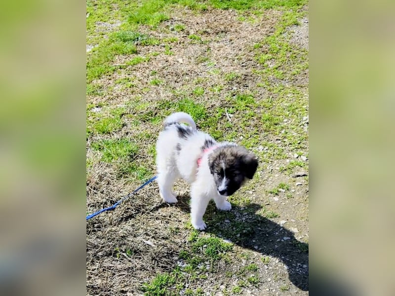 Arlo wünscht sich ein großes Körbchen