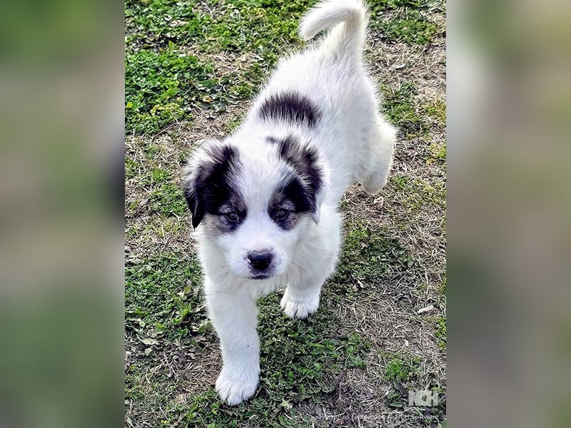 Kibo ist "ready to go" für sein Forever Home