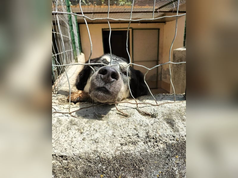 Marzio – Ein fantastischer Begleiter mit großem Herz sucht sein Zuhause