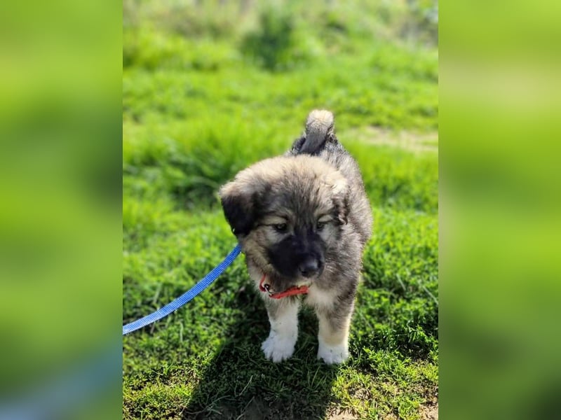 Ayla sucht ihr Für-immer-Zuhause