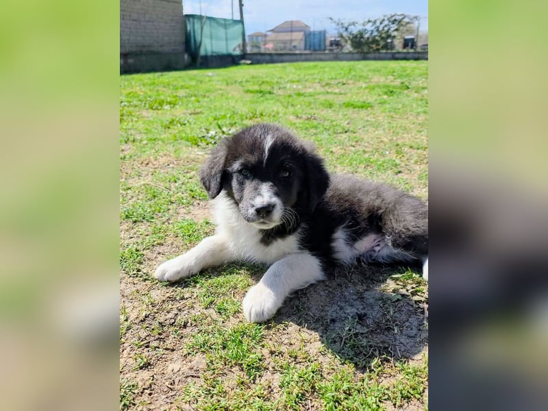 Pepe ist "ready to go" für sein Forever Home