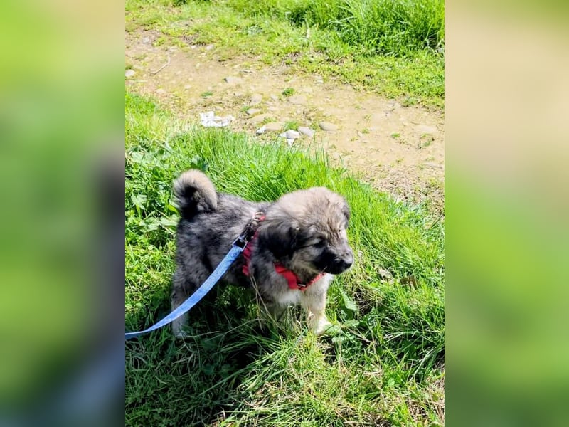 Ayla sucht ihr Für-immer-Zuhause